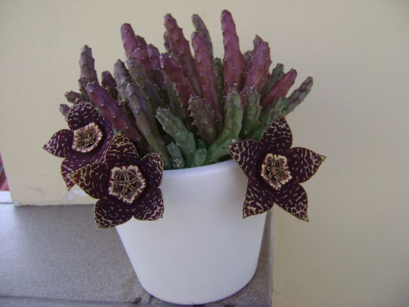 Stapelia variegata - Stapeliade 2017