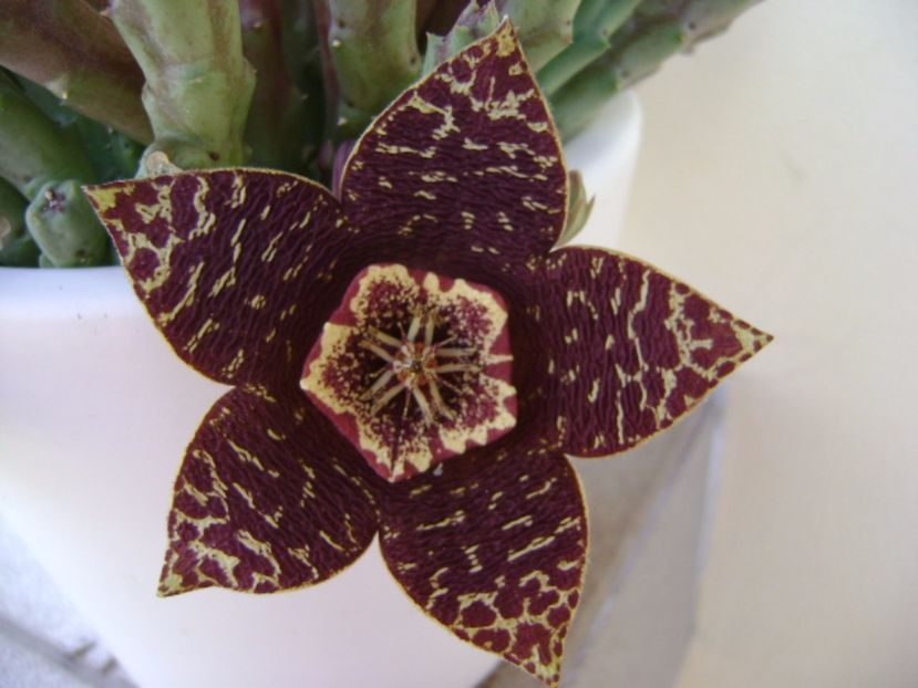 Stapelia variegata - Stapeliade 2017