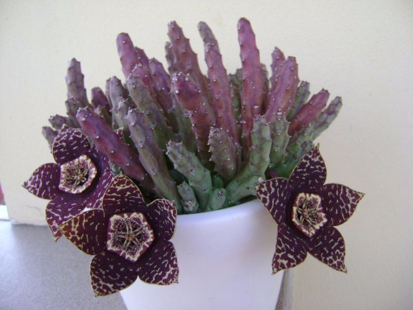 Stapelia variegata - Stapeliade 2017