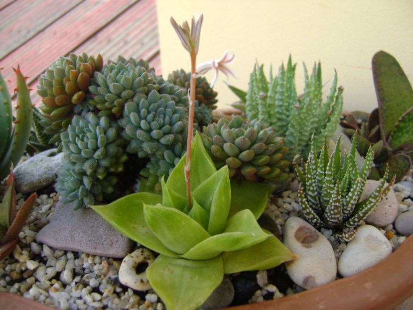 Haworthia cymbiformis - Suculente 2017