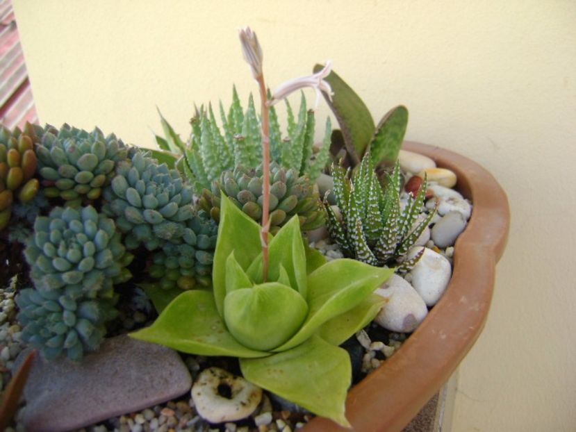 Haworthia cymbiformis - Suculente 2017