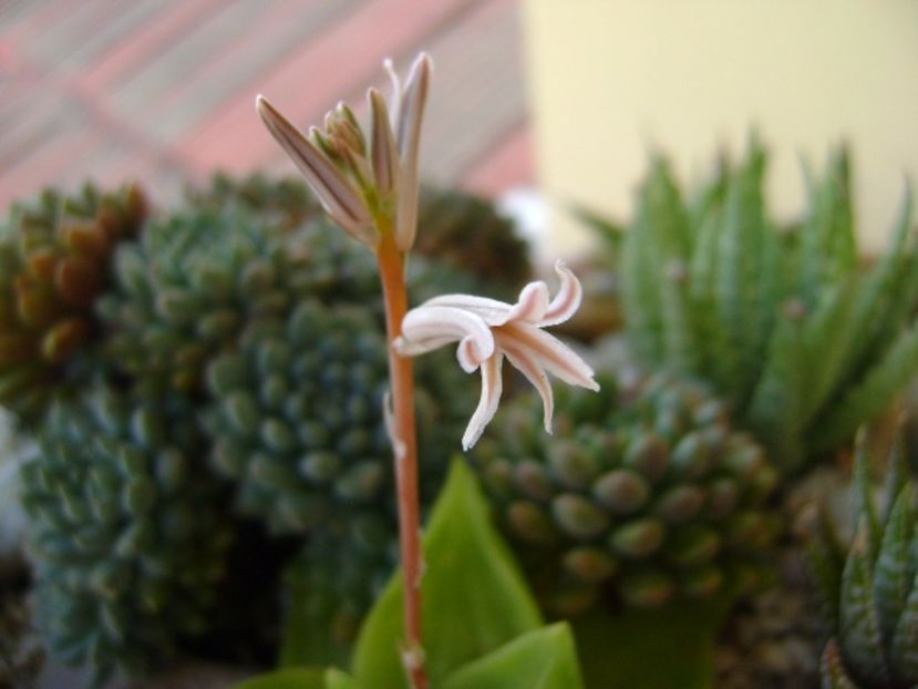Haworthia cymbiformis - Suculente 2017