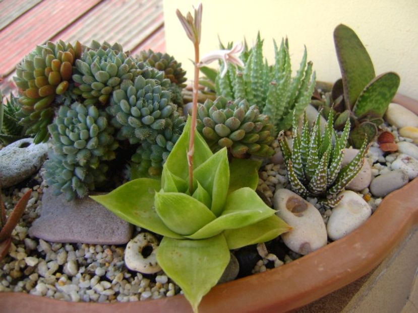 Haworthia cymbiformis - Suculente 2017