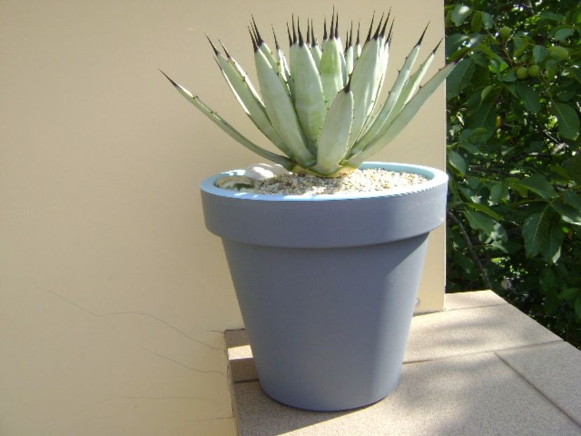 Agave macroacantha - Agave si Yucca 2017