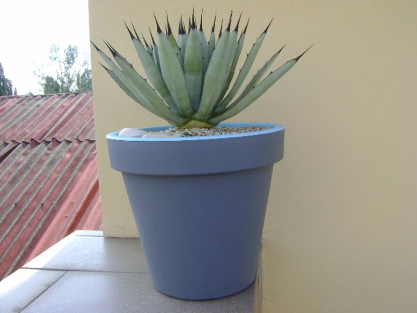 Agave macroacantha - Agave si Yucca 2017