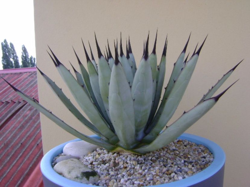 Agave macroacantha - Agave si Yucca 2017