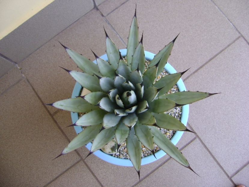 Agave macroacantha - Agave si Yucca 2017