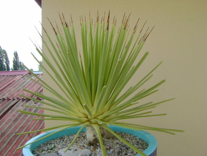 Agave striata f. minima - Agave si Yucca 2017