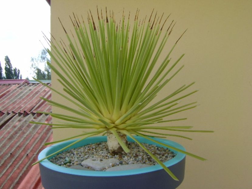 Agave striata f. minima - Agave si Yucca 2017