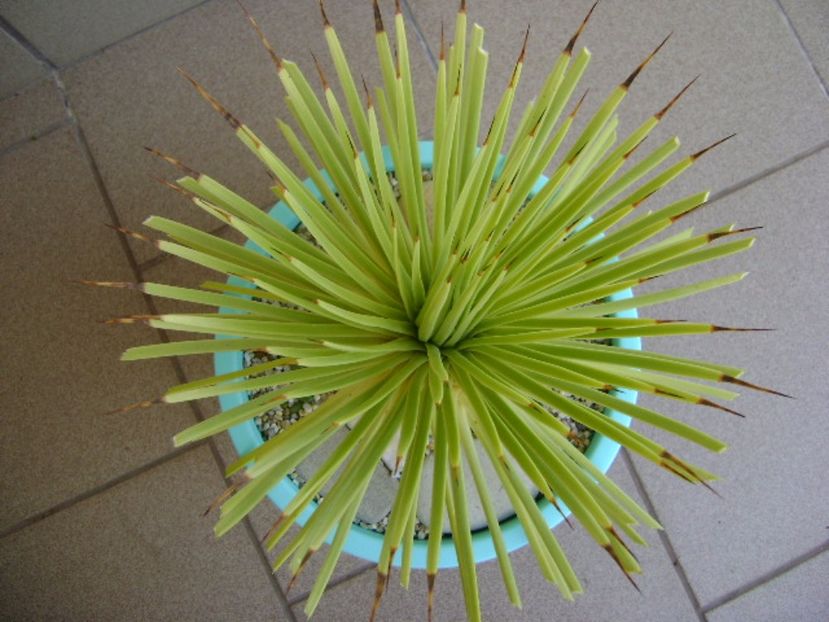 Agave striata f. minima - Agave si Yucca 2017