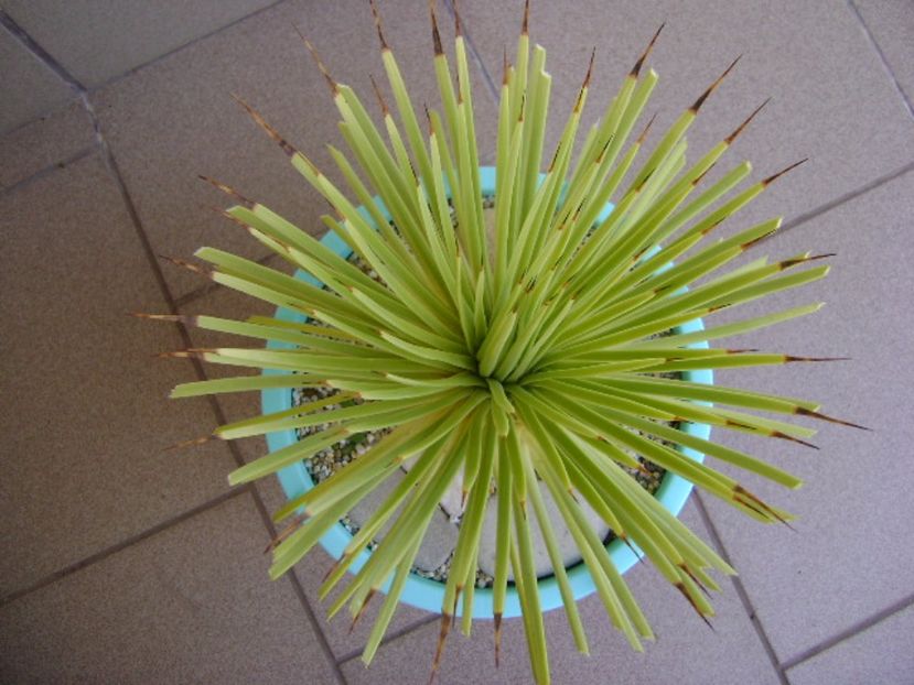 Agave striata f. minima - Agave si Yucca 2017