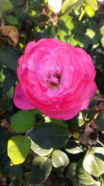 P_20170904_172654 - Bruno Perpoint