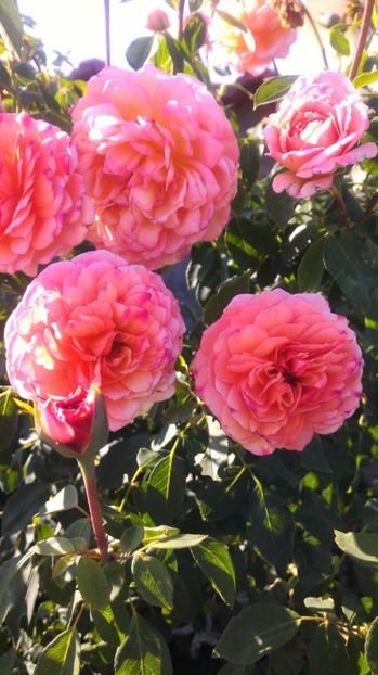 P_20170904_172840 - Andre Turcat