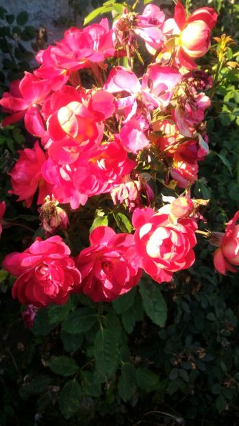 P_20170904_172853 - Docteurs Massad