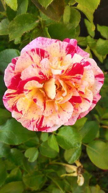 P_20170904_173414_HDR - 2017 Trandafiri