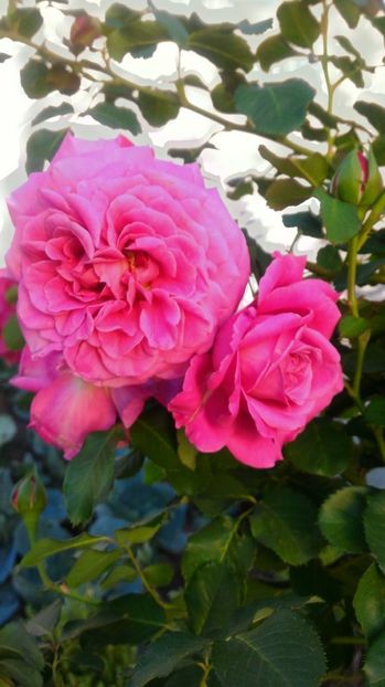 P_20170904_173305_HDR - 2017 Trandafiri