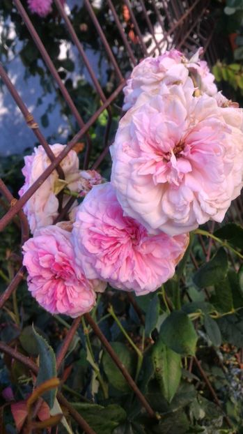 P_20170904_173115 - 2017 Trandafiri