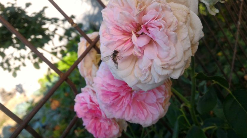 P_20170904_173102 - 2017 Trandafiri