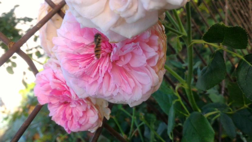 P_20170904_173058 - 2017 Trandafiri