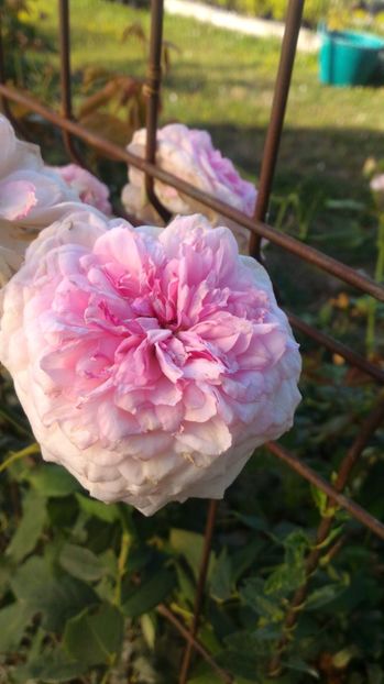 P_20170904_173052 - 2017 Trandafiri