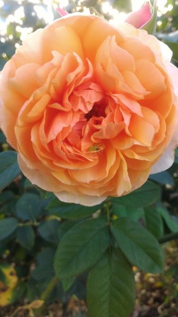 P_20170904_173027 - 2017 Trandafiri