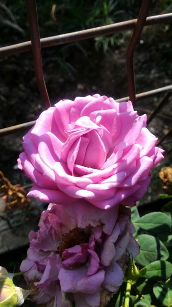 P_20170904_173010 - 2017 Trandafiri