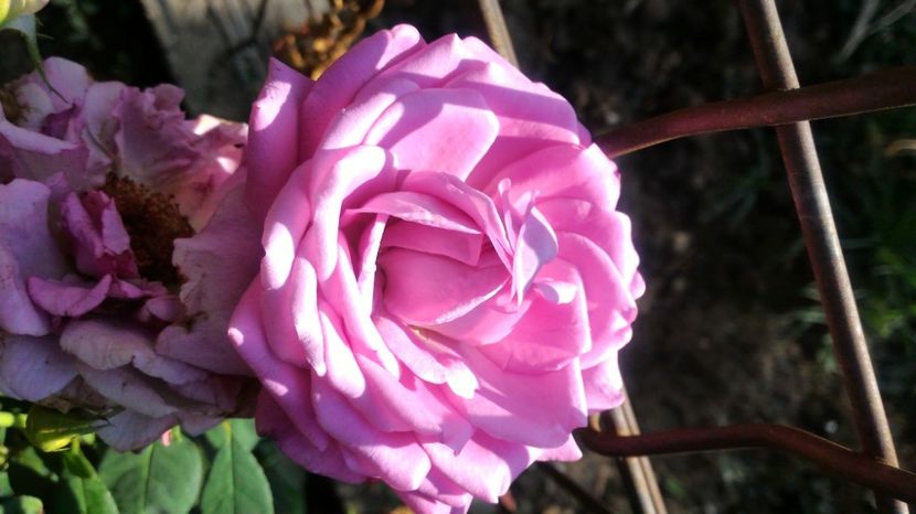 P_20170904_173003 - 2017 Trandafiri