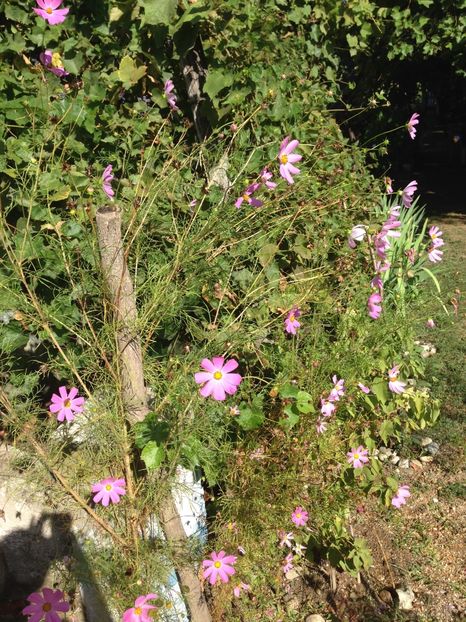  - FLORILE MELE 2017