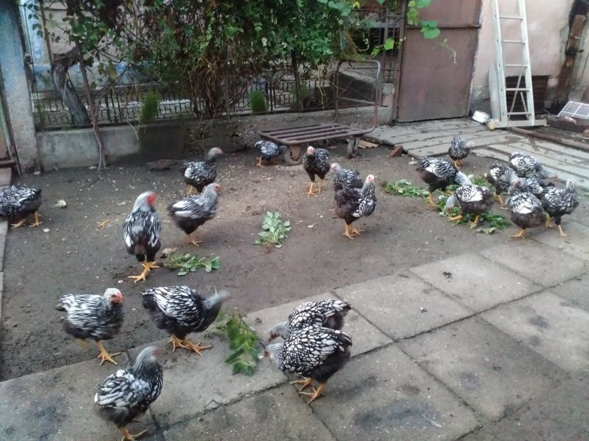  - Wyandotte Argintiu 2017