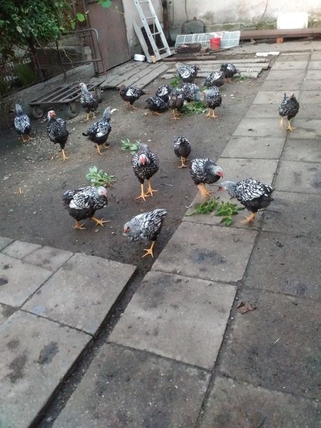  - Wyandotte Argintiu 2017