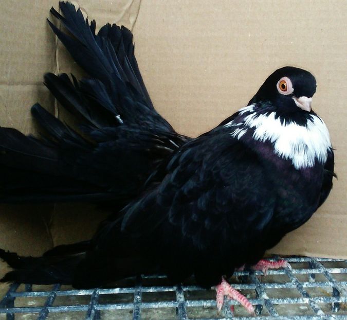 M-2017 - Negri trenati de Bucuresti