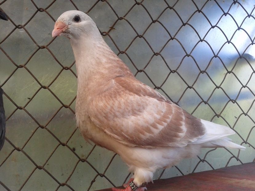 Fotografie0789 - tineret 2017