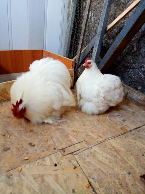  - Cochinchina pitic alb 2018