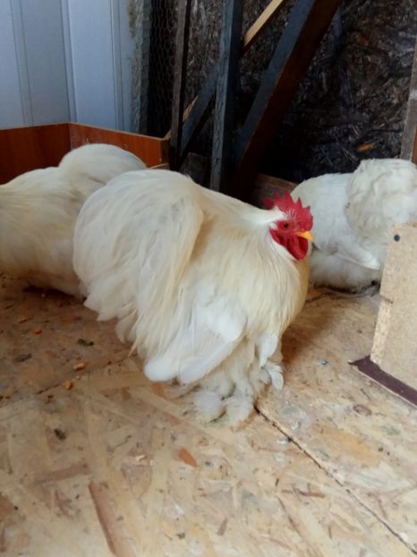  - Cochinchina pitic alb 2018