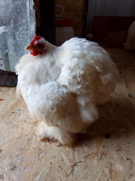  - Cochinchina pitic alb 2018