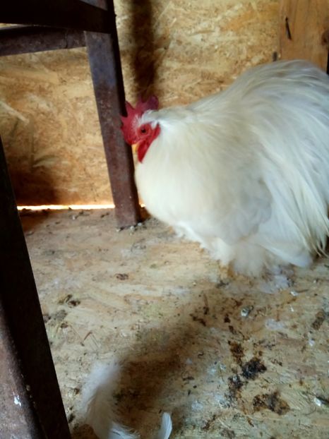  - Cochinchina pitic alb 2018