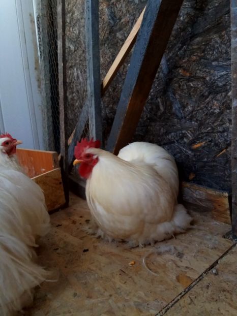  - Cochinchina pitic alb 2018