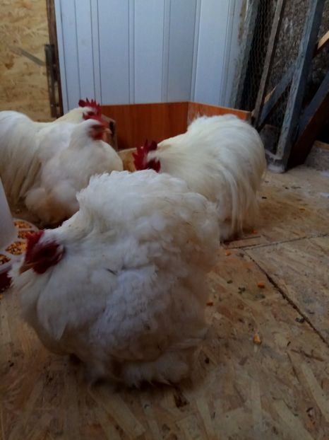  - Cochinchina pitic alb 2018