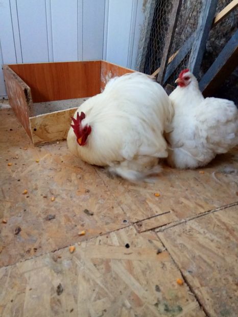  - Cochinchina pitic alb 2018