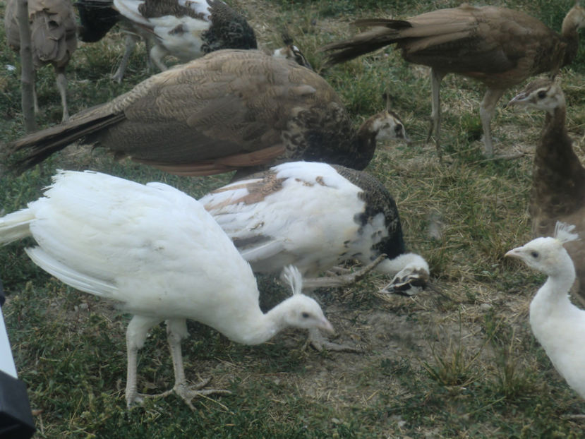 CIMG0004 - Copy - Copy (2) - Pui Pauni 2017