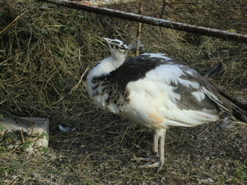 CIMG0006 - Pui Pauni 2017