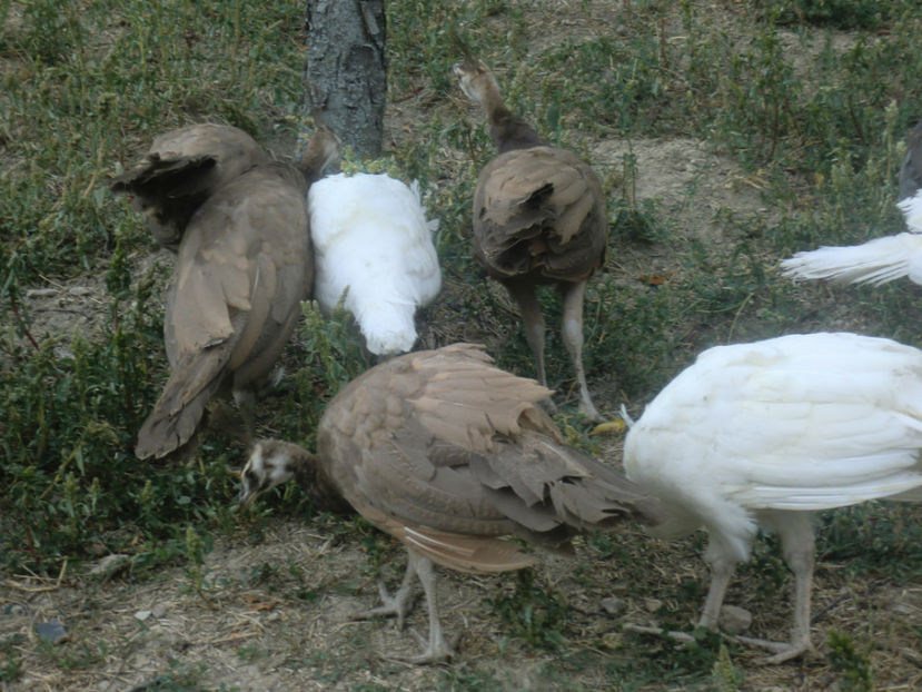 CIMG0007 - Copy - Pui Pauni 2017