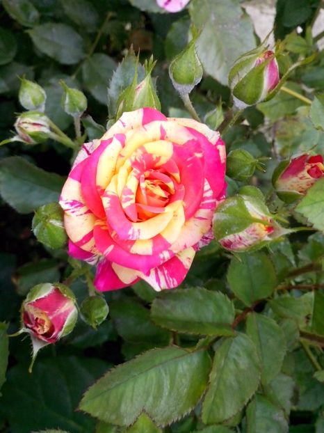  - 0 TRANDAFIRI DIMOV 2017