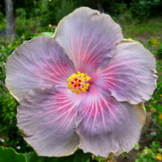 rez Moorea Nordic Travel - puiuti din seminte de vanzare