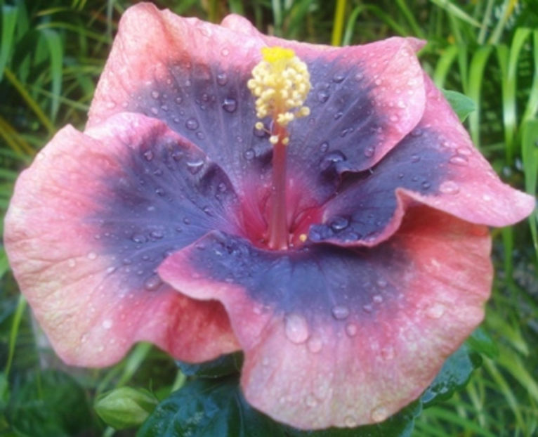 Moorea Merveille Black Rainbow - puiuti din seminte de vanzare