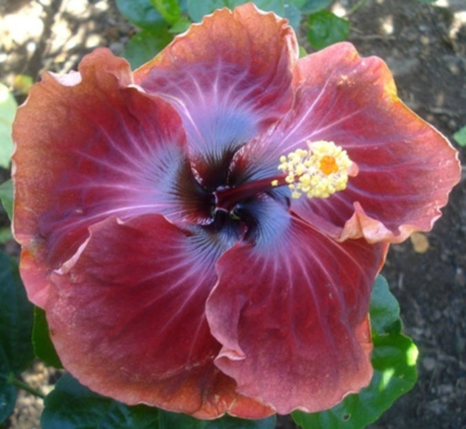 rez Moorea Casiana - puiuti din seminte de vanzare