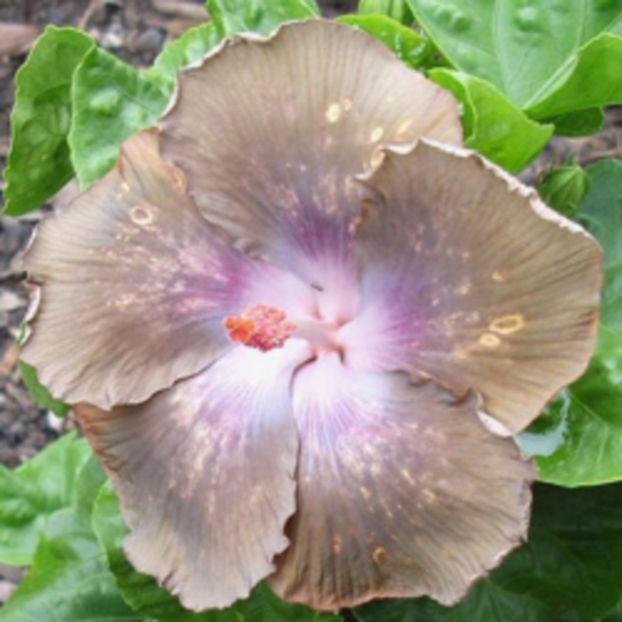 Moorea Estranya Tacada - puiuti din seminte de vanzare