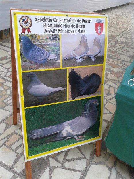 Fotografie0034 - 22---targ sannicolau mare 02 09 2017