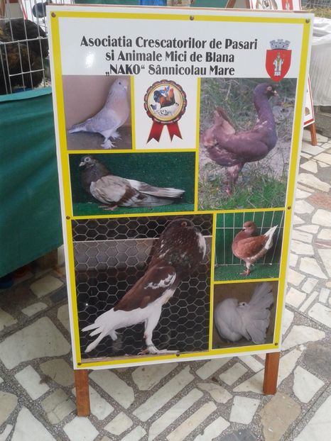 Fotografie0035 - 22---targ sannicolau mare 02 09 2017