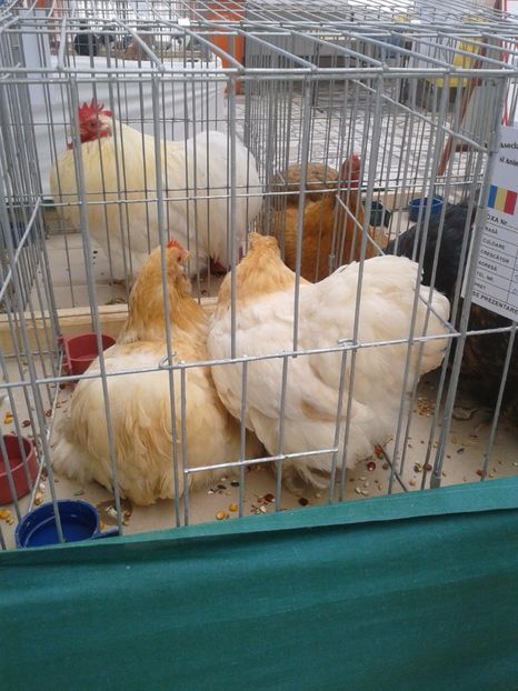 Fotografie0036 - 22---targ sannicolau mare 02 09 2017